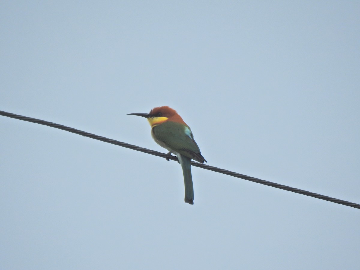 Chestnut-headed Bee-eater - ML645492208