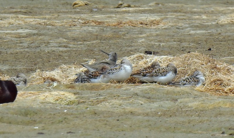 Terek Sandpiper - ML645492209