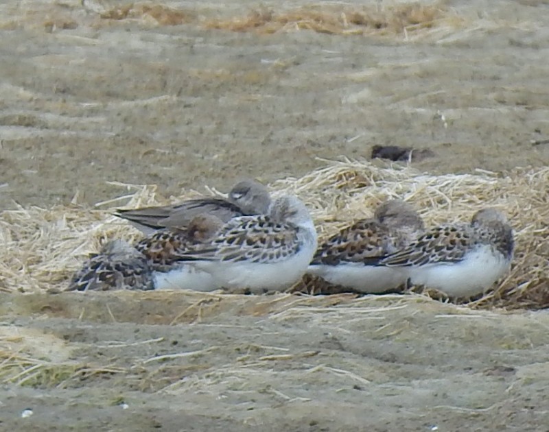 Terek Sandpiper - ML645492210