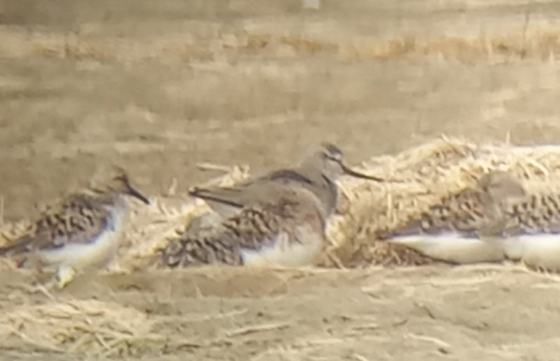 Terek Sandpiper - ML645492211