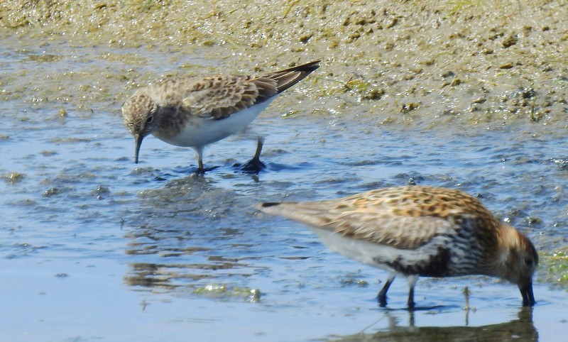 Temminck's Stint - ML645492212