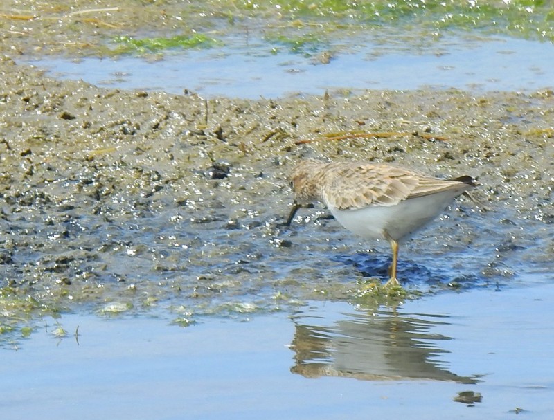 Temminck's Stint - ML645492213