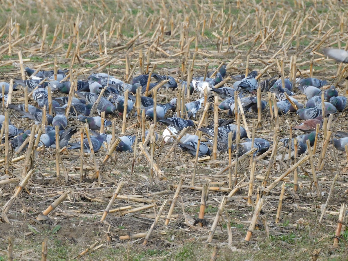 Rock Pigeon (Feral Pigeon) - ML645492214