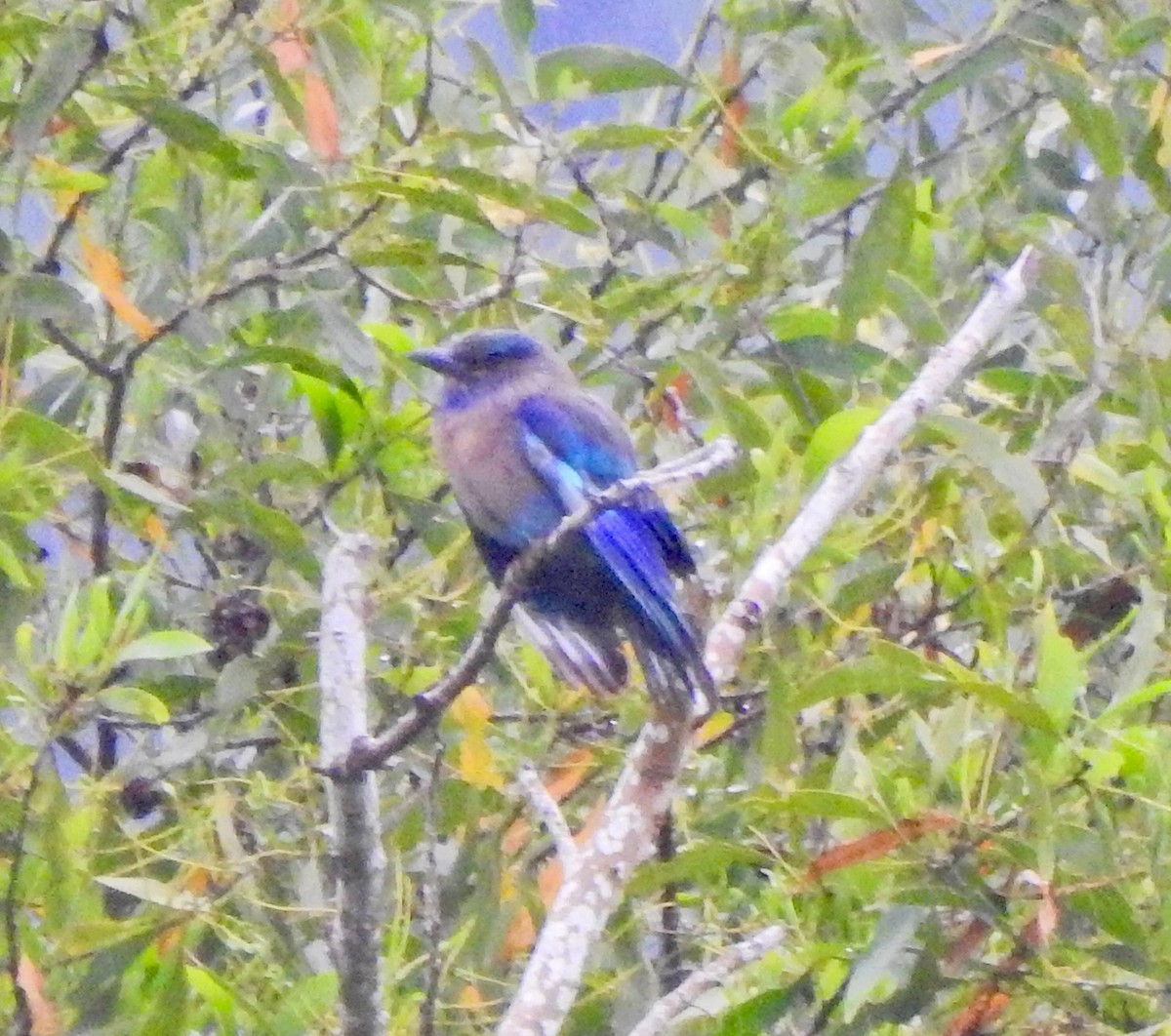 Indochinese Roller - ML645492216