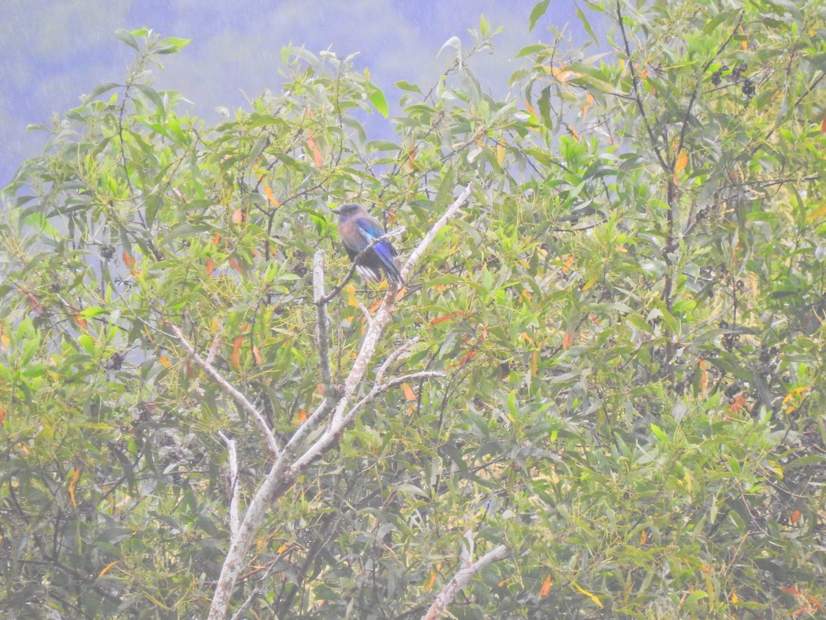 Indochinese Roller - ML645492217