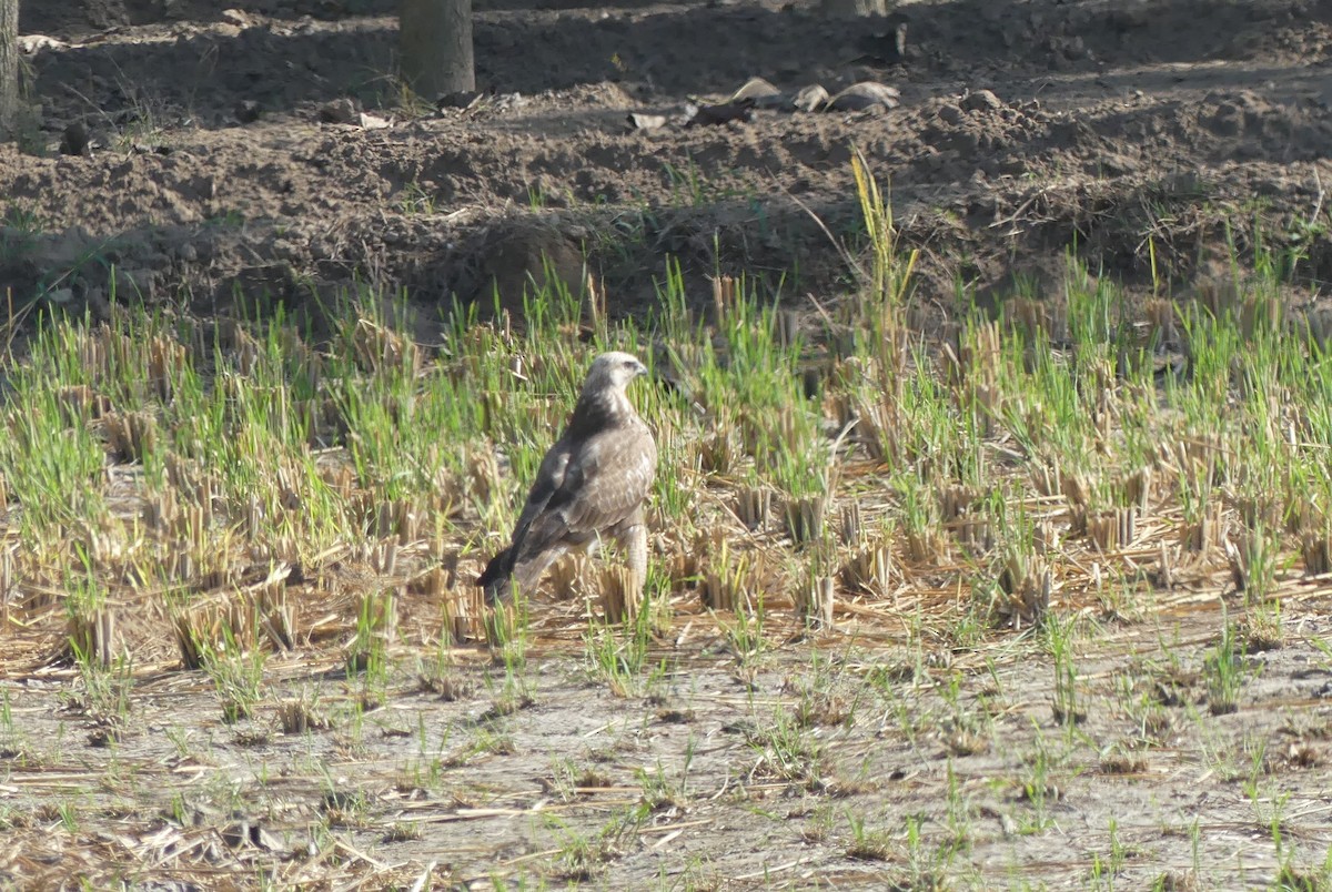 Long-legged Buzzard - ML645492218