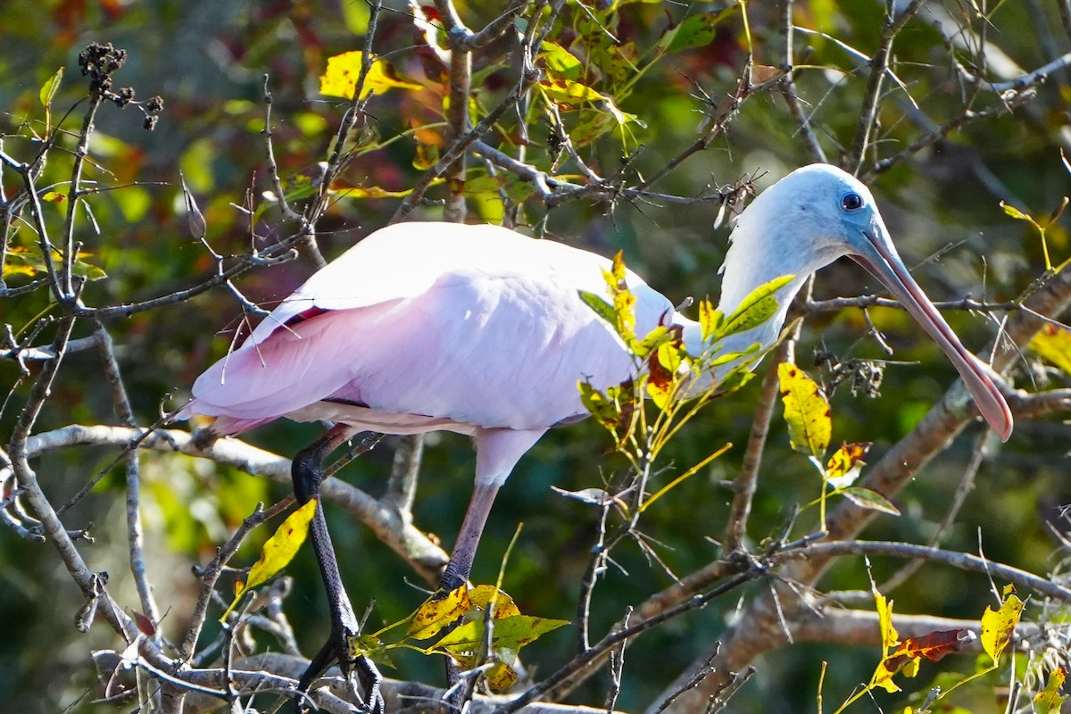 Espátula Rosada - ML645492236