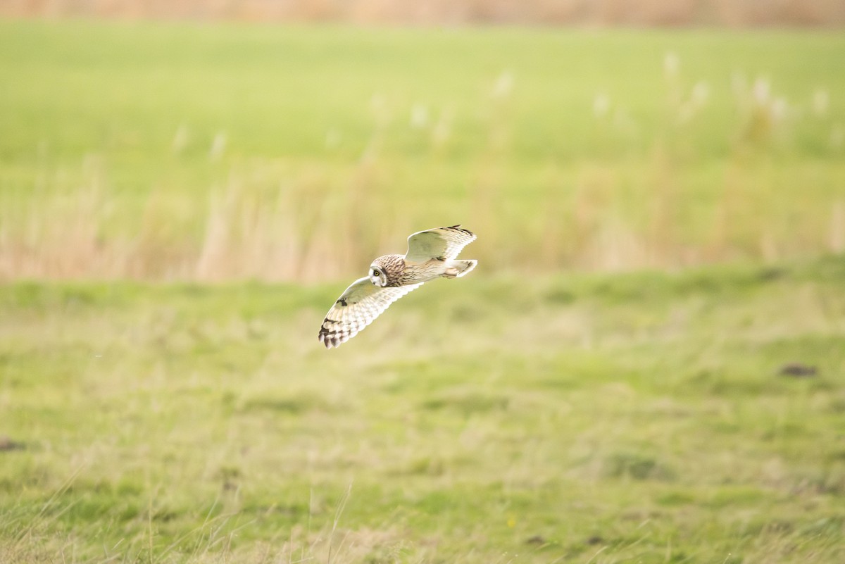 Short-eared Owl - ML645492244