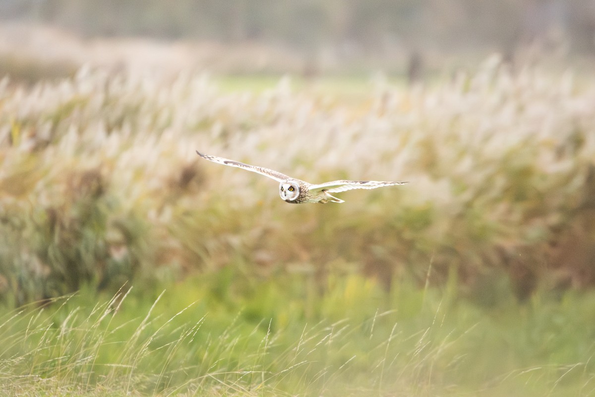 Short-eared Owl - ML645492245