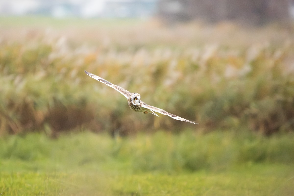Short-eared Owl - ML645492246