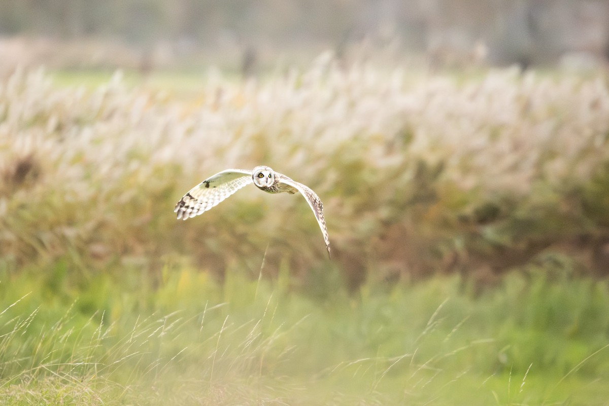 Short-eared Owl - ML645492248