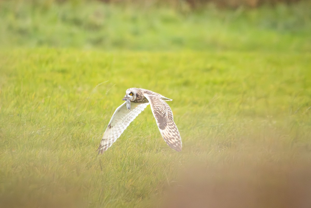 Short-eared Owl - ML645492249