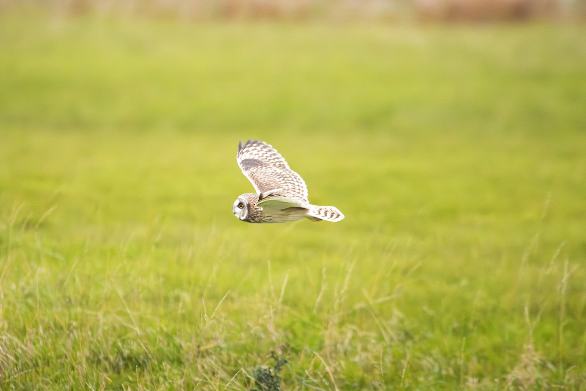 Short-eared Owl - ML645492250