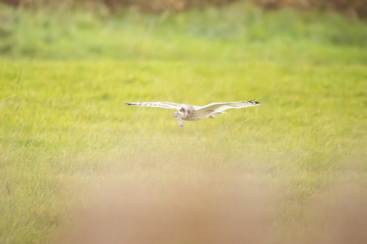 Short-eared Owl - ML645492251