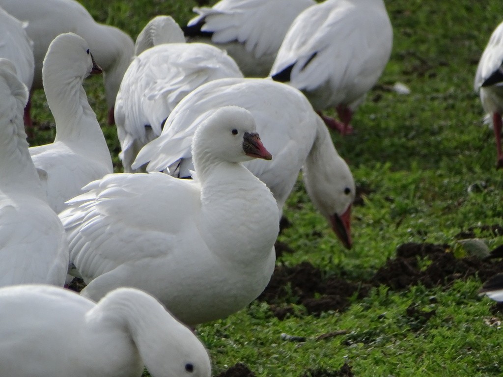 Ross's Goose - ML645492253
