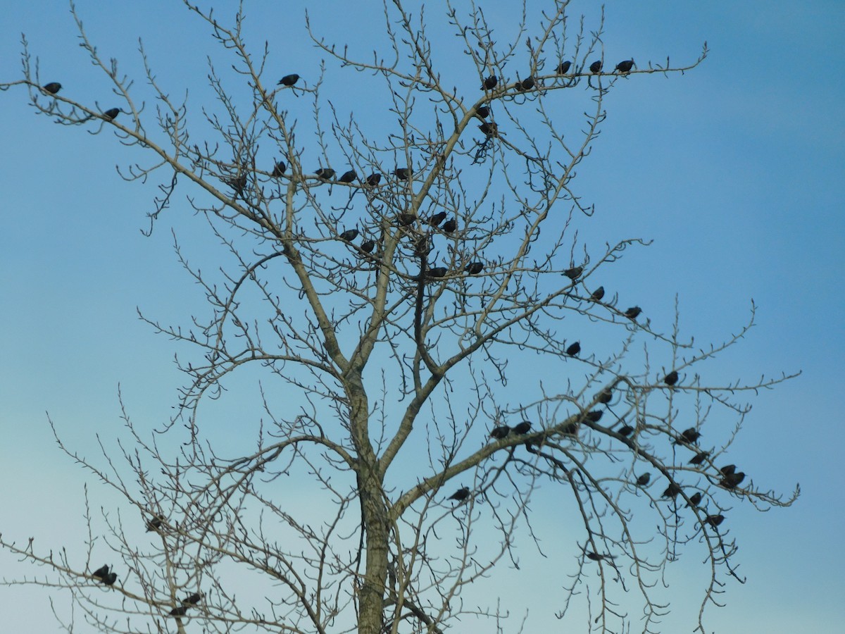 Шпак звичайний - ML645492254