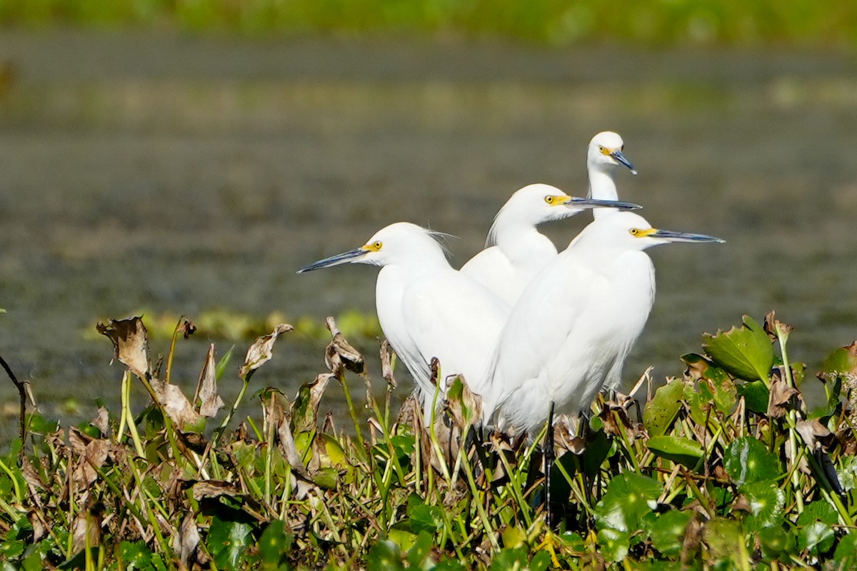 Garceta Nívea - ML645492255