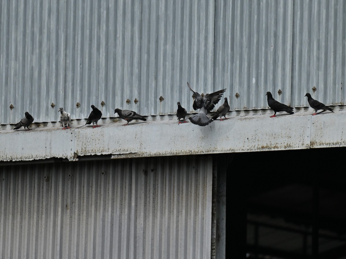 Felsentaube (Straßentaube) - ML645492256