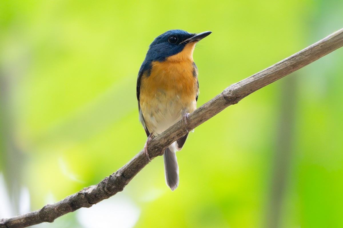 Large Blue Flycatcher - ML645492263