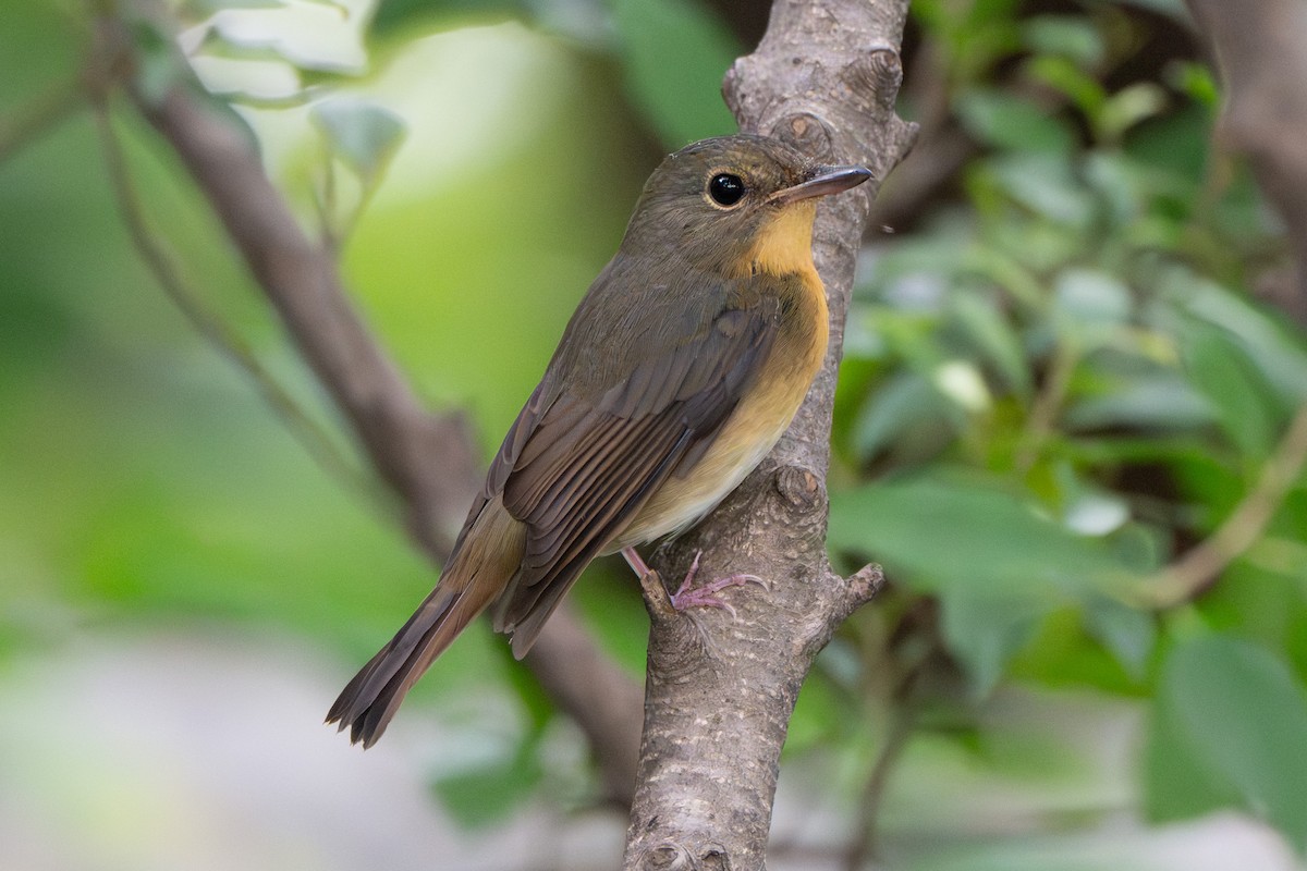 Large Blue Flycatcher - ML645492264