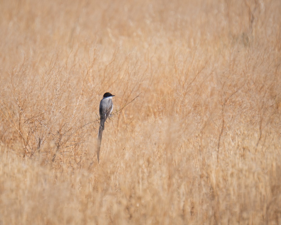 Fork-tailed Flycatcher - ML645492269