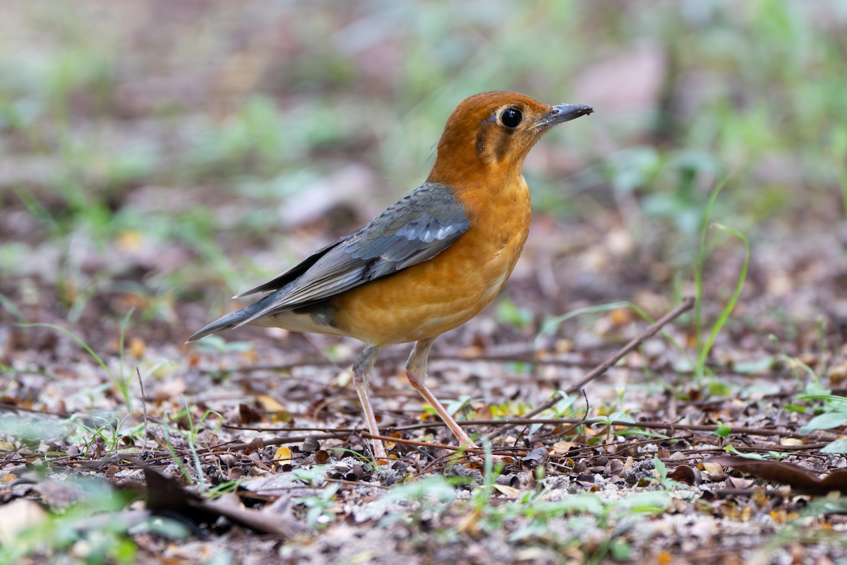 Orange-headed Thrush - ML645492276