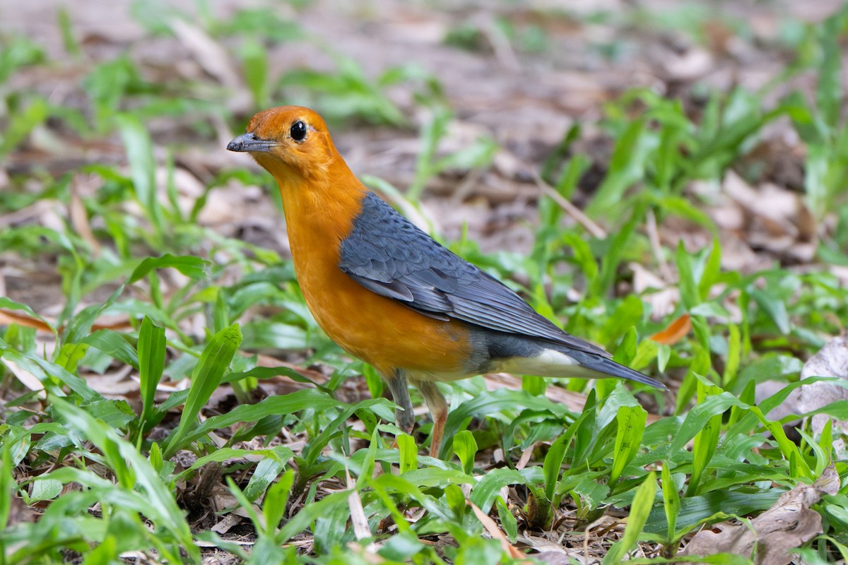 Orange-headed Thrush - ML645492277