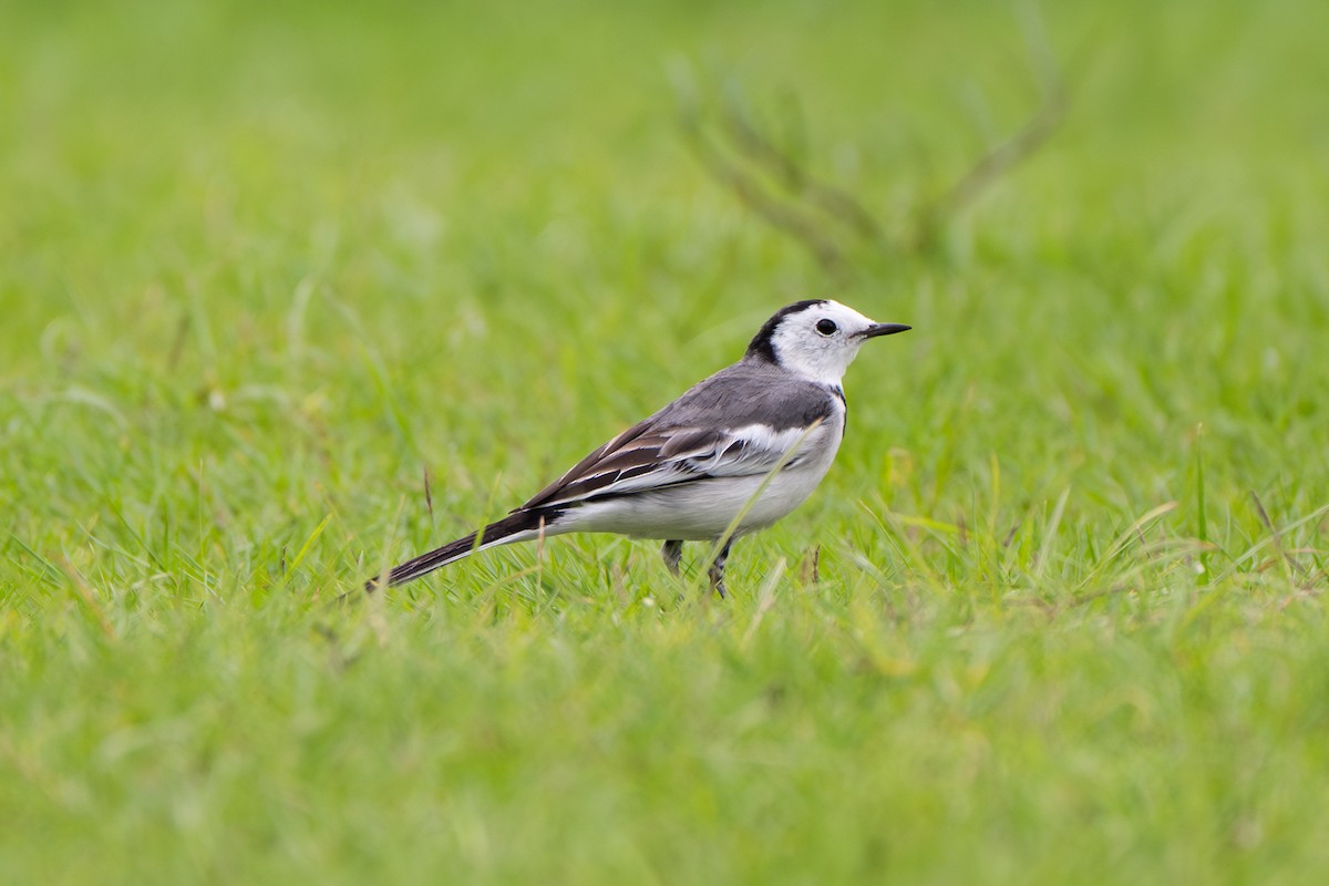 White Wagtail - ML645492282