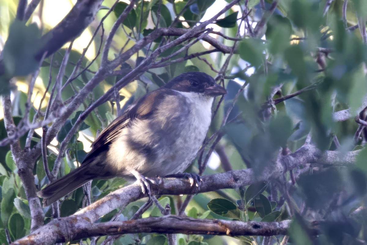 Puerto-Rico-Tangare - ML645492288