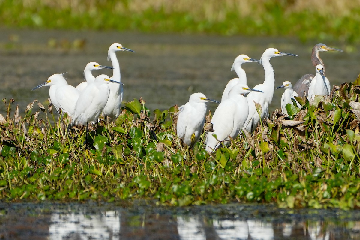 Garceta Nívea - ML645492289