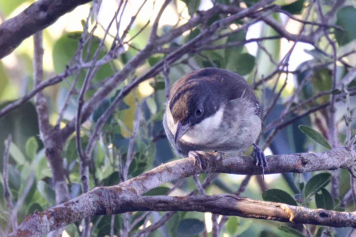 Puerto-Rico-Tangare - ML645492295