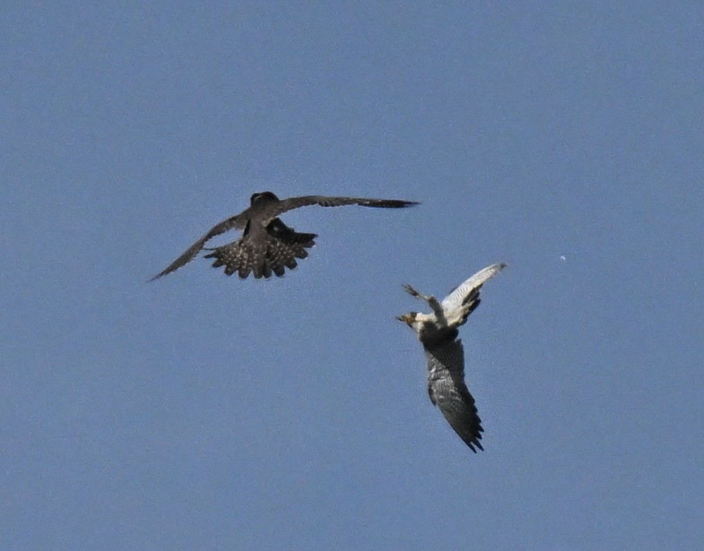 Faucon pèlerin - ML645492311