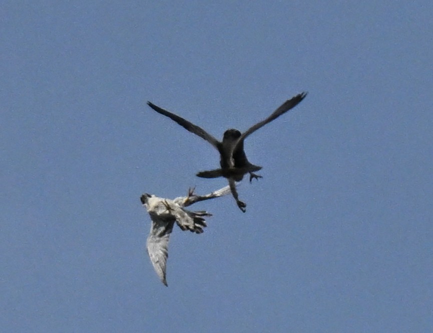 Faucon pèlerin - ML645492312