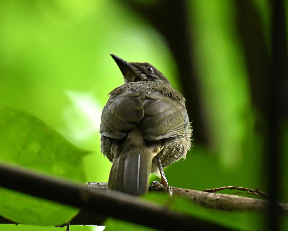 Bulbul à ailes olive - ML645492316