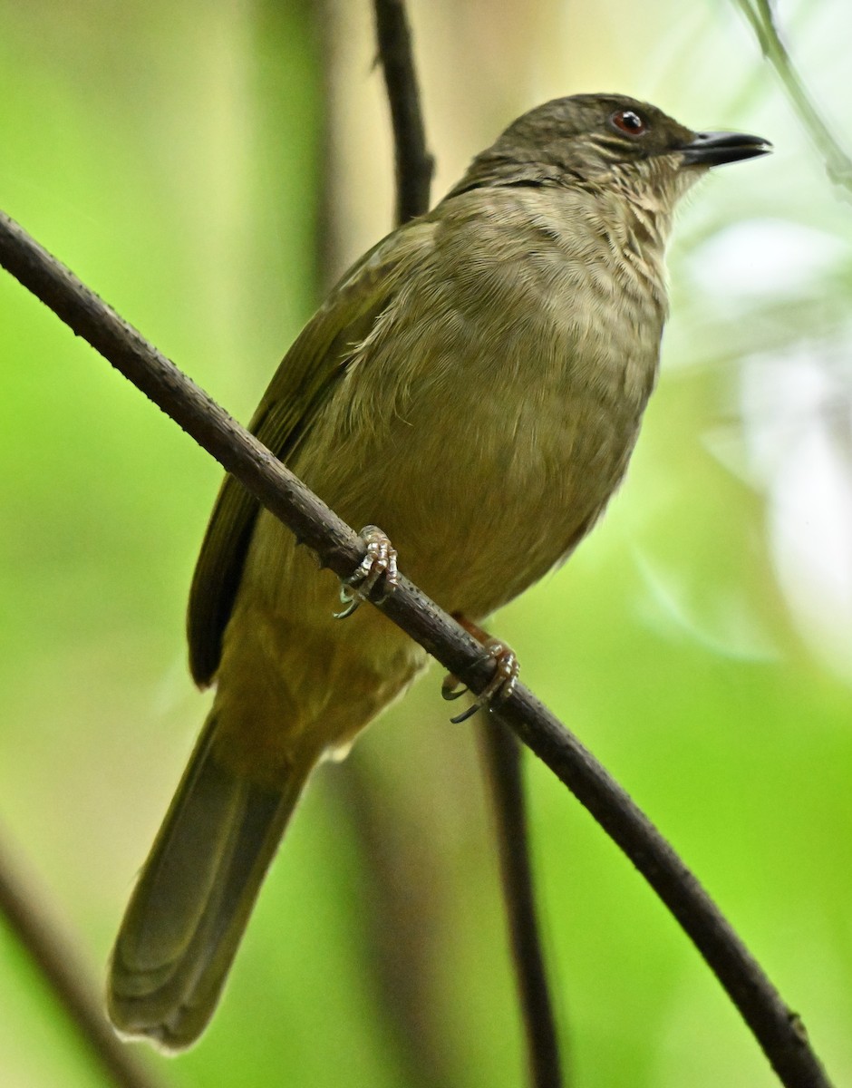 Bulbul à ailes olive - ML645492317