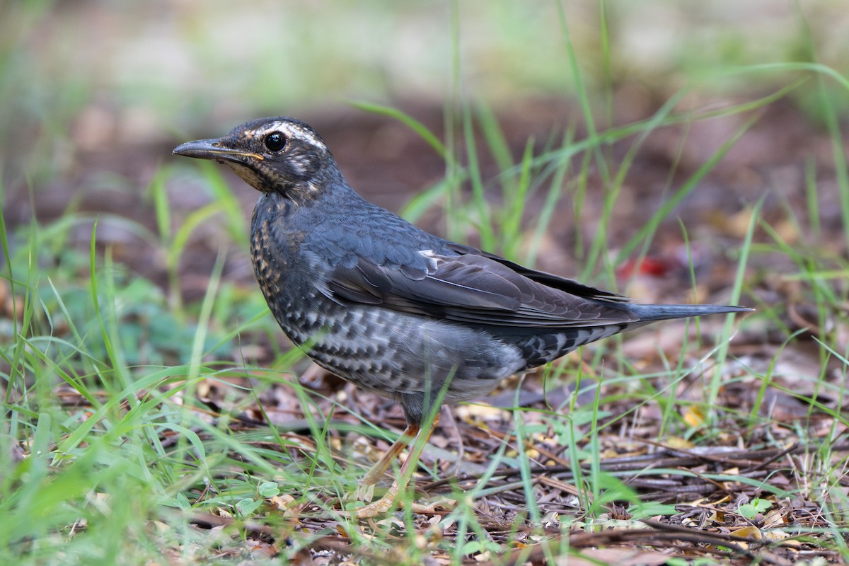 Siberian Thrush - ML645492332