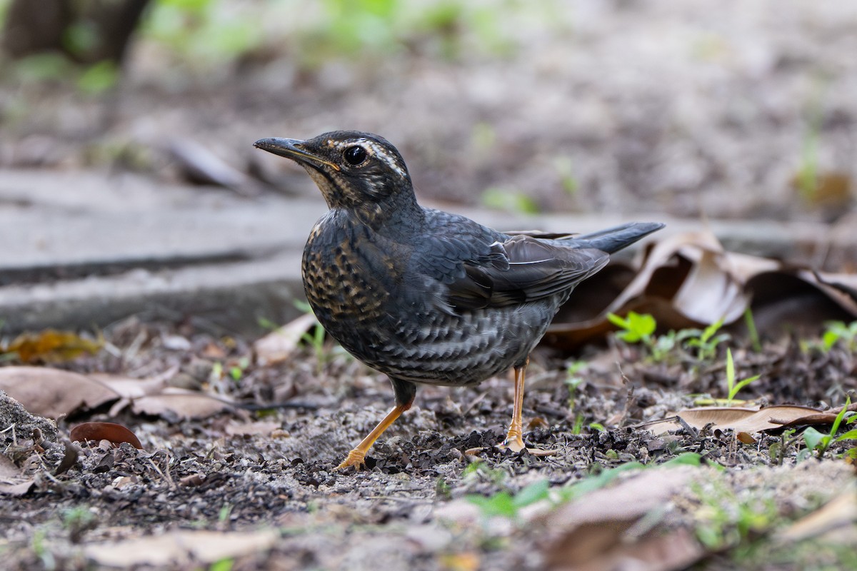 Siberian Thrush - ML645492333
