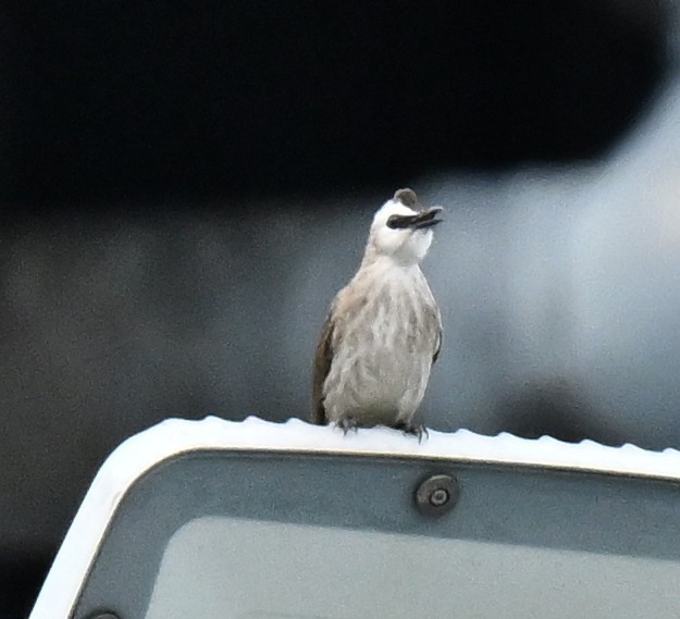 Bulbul goiavier - ML645492338