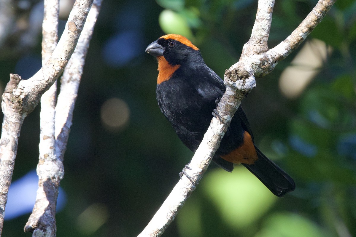 Puerto Rican Bullfinch - ML645492339