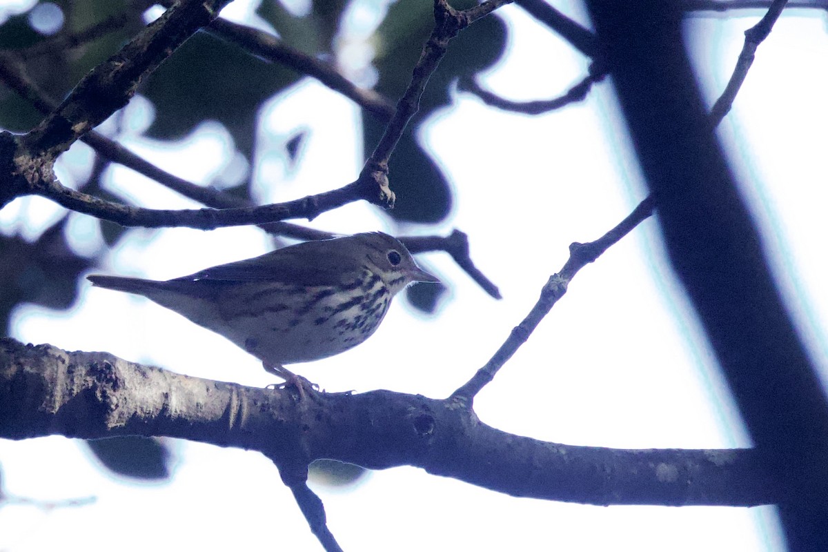 Ovenbird - ML645492342