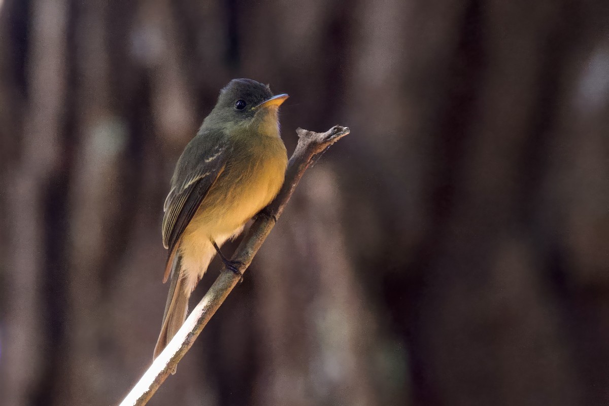 Lesser Antillean Pewee (Puerto Rico) - ML645492343