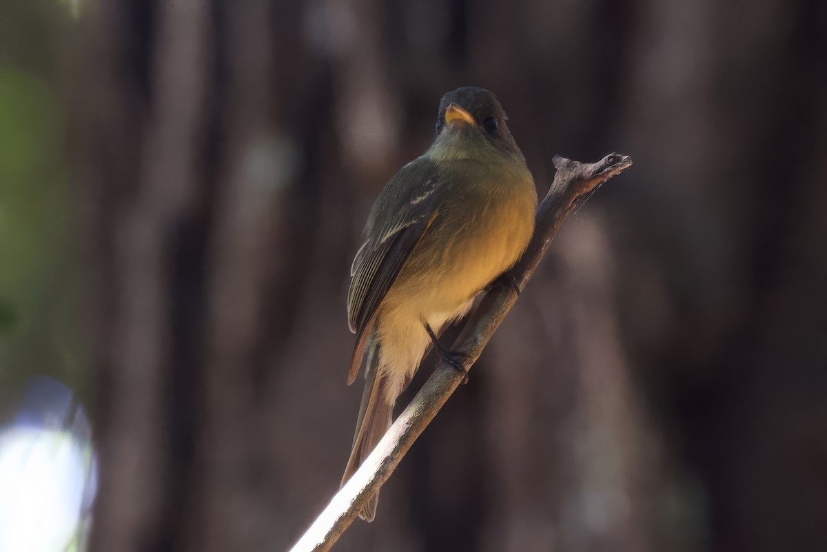 Lesser Antillean Pewee (Puerto Rico) - ML645492344