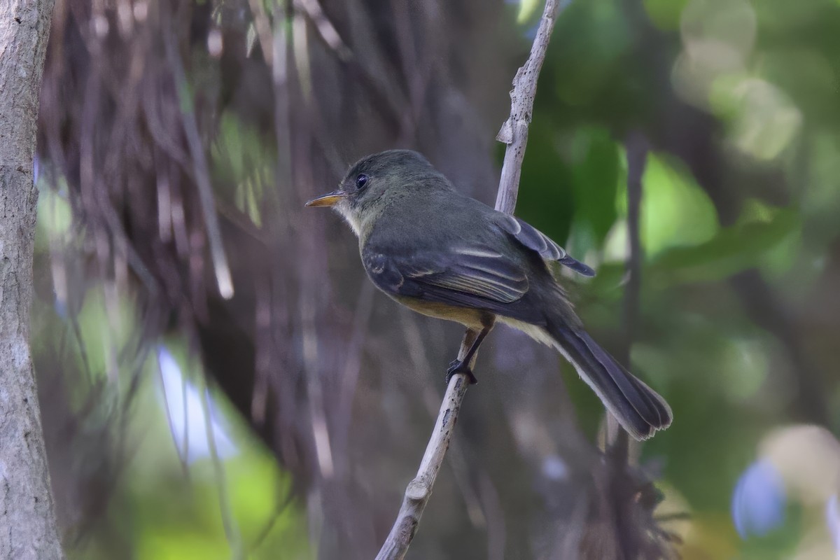 Lesser Antillean Pewee (Puerto Rico) - ML645492349