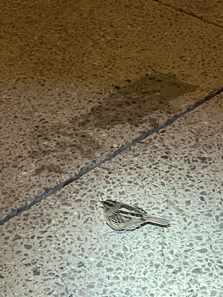 LeConte's Sparrow - ML645492351