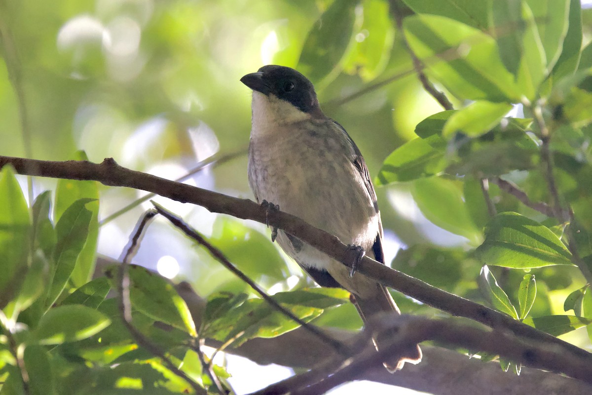 Puerto-Rico-Tangare - ML645492353