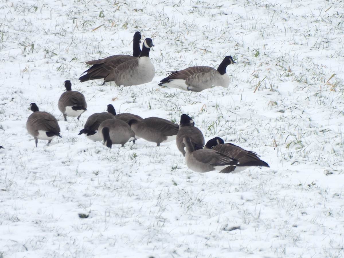 Domestic goose sp. x Canada Goose (hybrid) - ML645492358