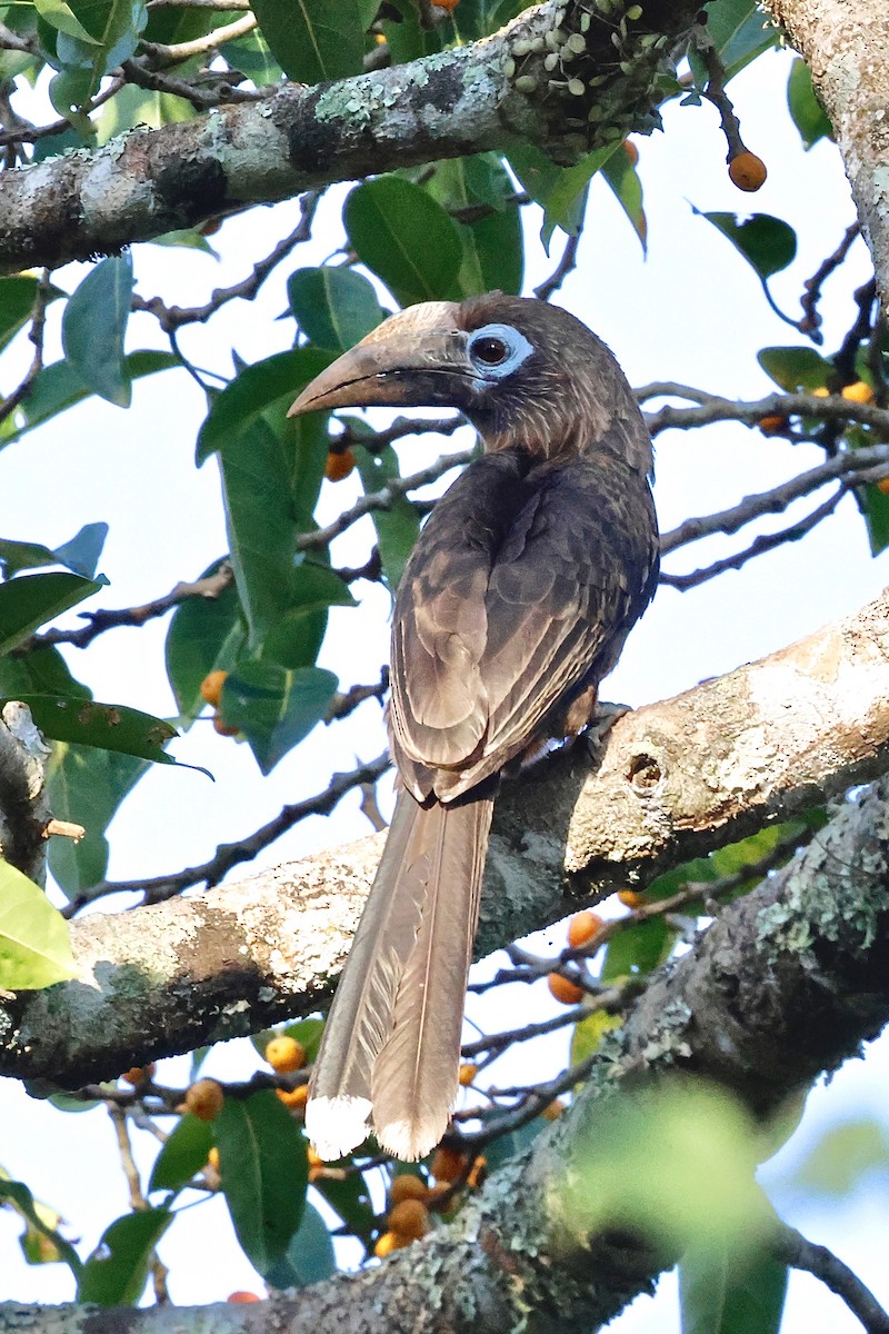 Rusty-cheeked Hornbill - ML645492366