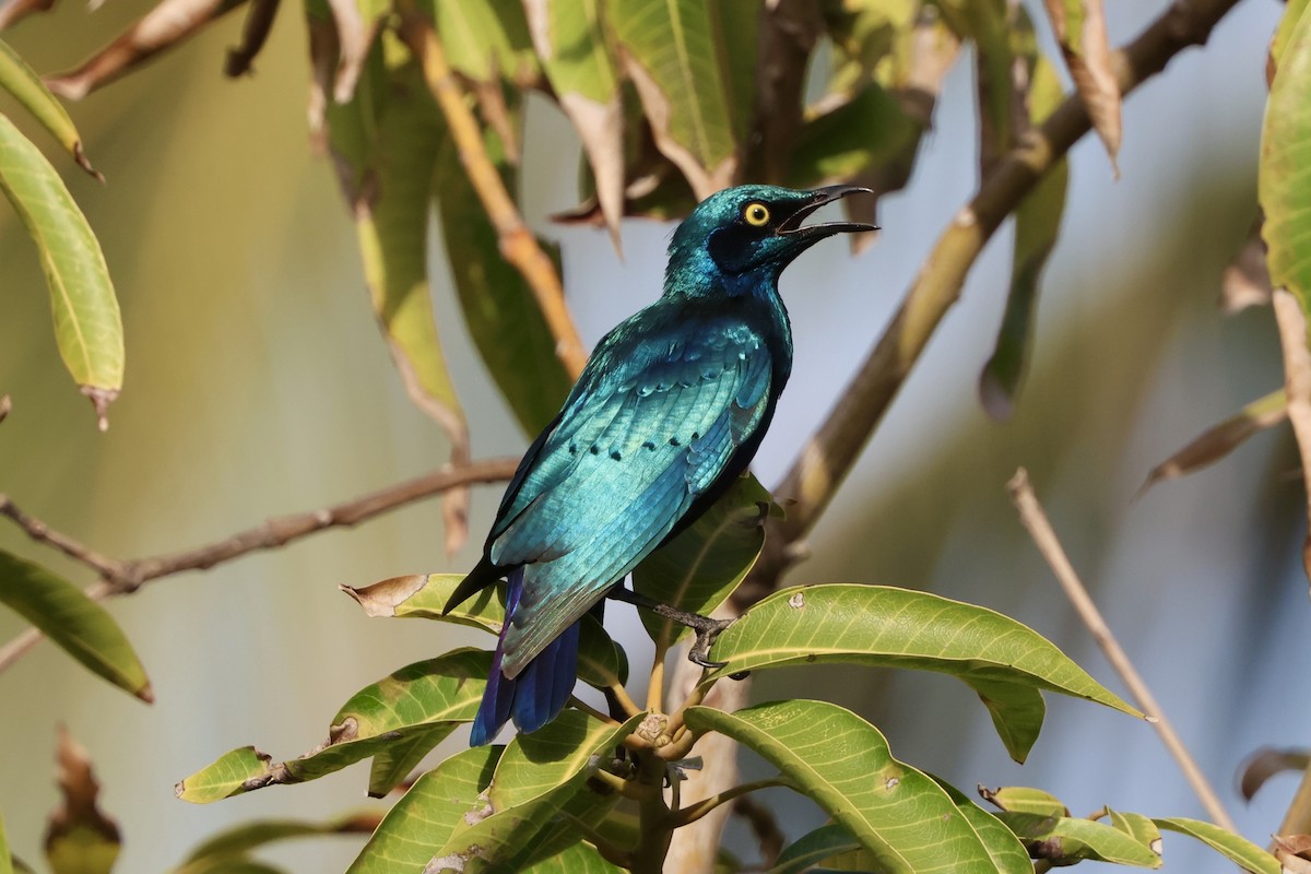 Greater Blue-eared Starling - ML645492372