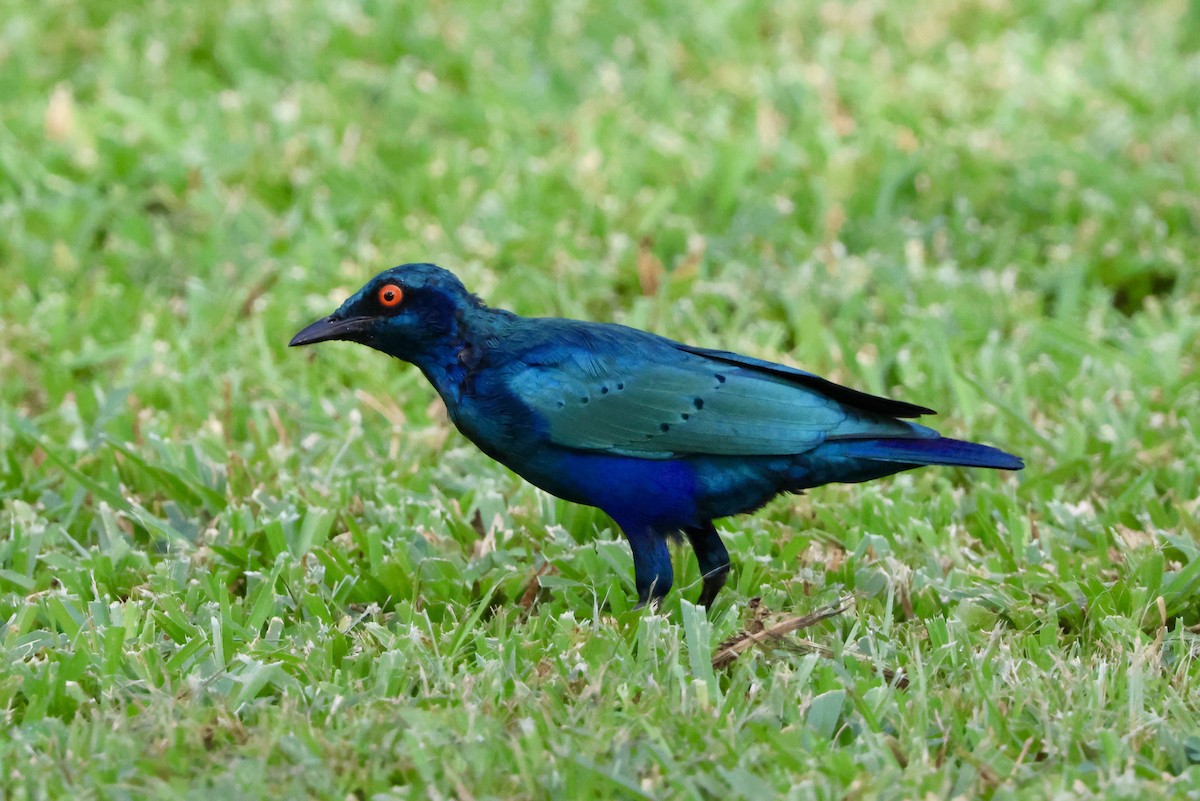 Greater Blue-eared Starling - ML645492373