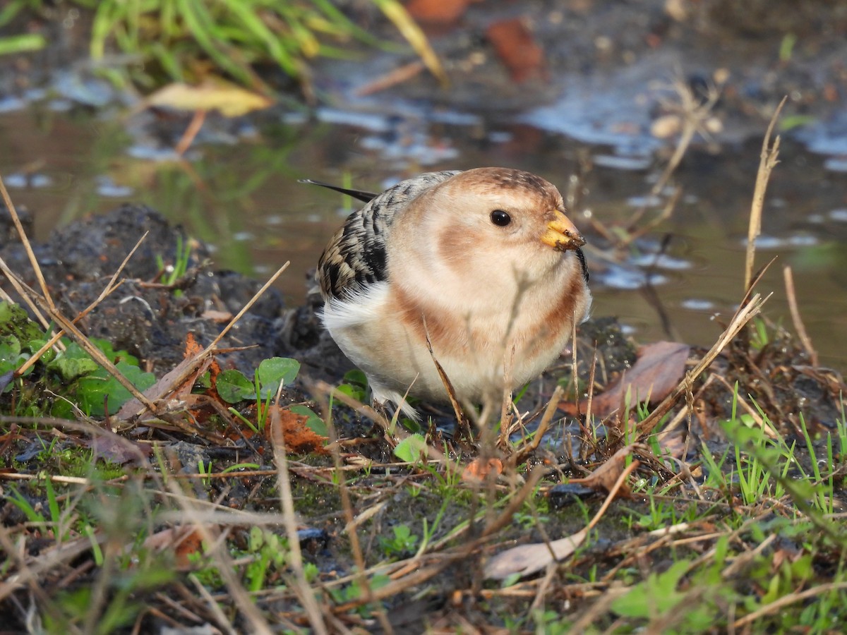 Snow Bunting - ML645492374